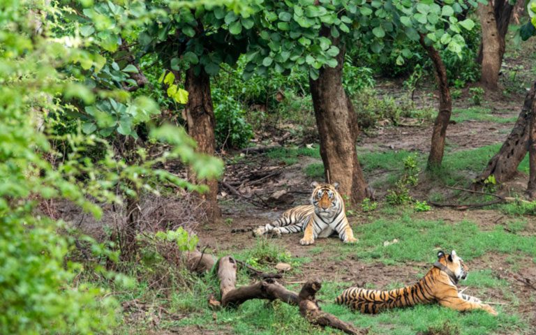 Bhadra Wildlife Sanctuary: